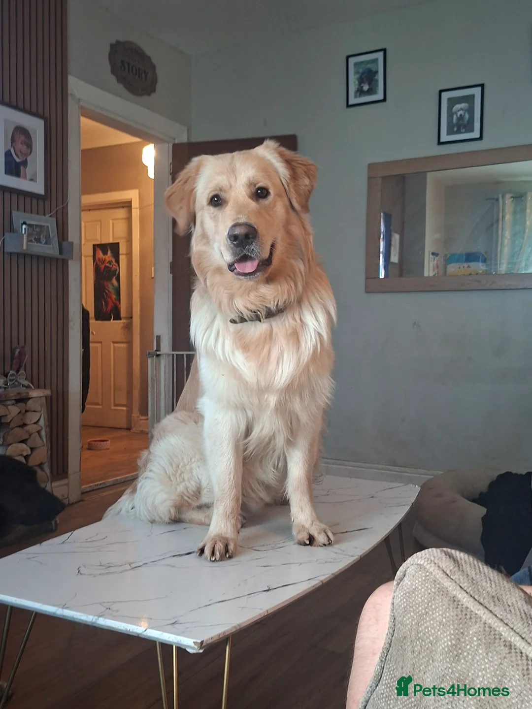 Golden Shepherd dogs for sale: Gorgeous golden Shepherds - Advert 2