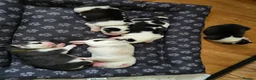 Siberian Husky dogs for sale: SIBERIAN HUSKY PUPS, 4 GIRLS, 1 BOY  - Advert 32