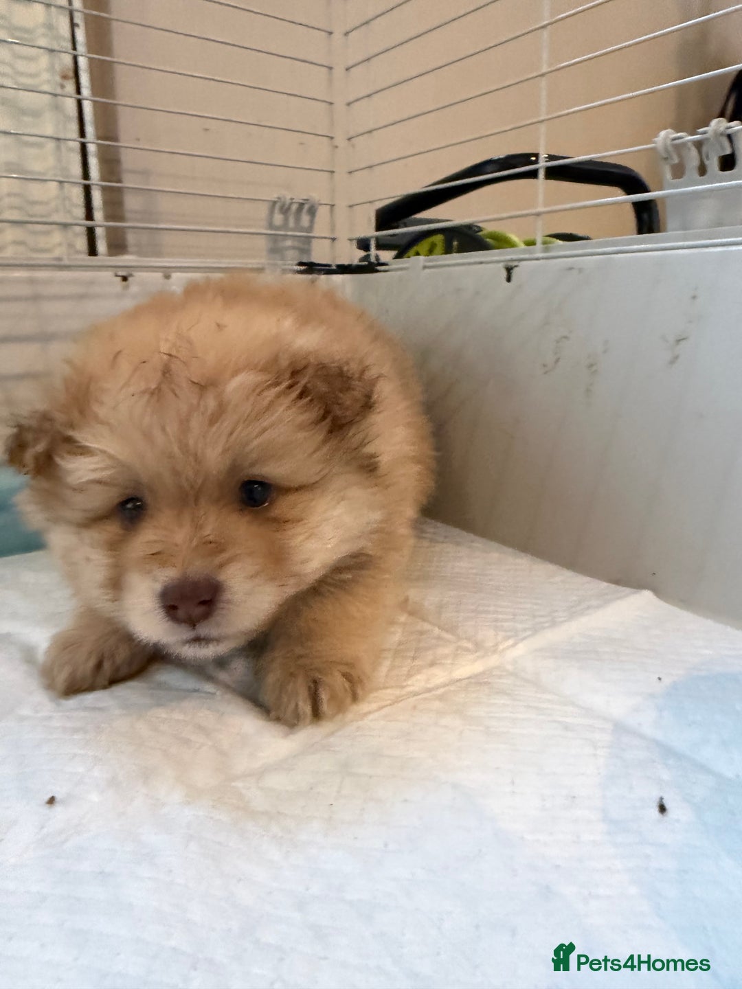 Pomeranian dogs for sale: Pomeranian puppy’s  - Advert 7