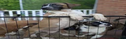 Mixed Breed dogs for sale: American bulldog x Belgian Malinois  - Advert 15