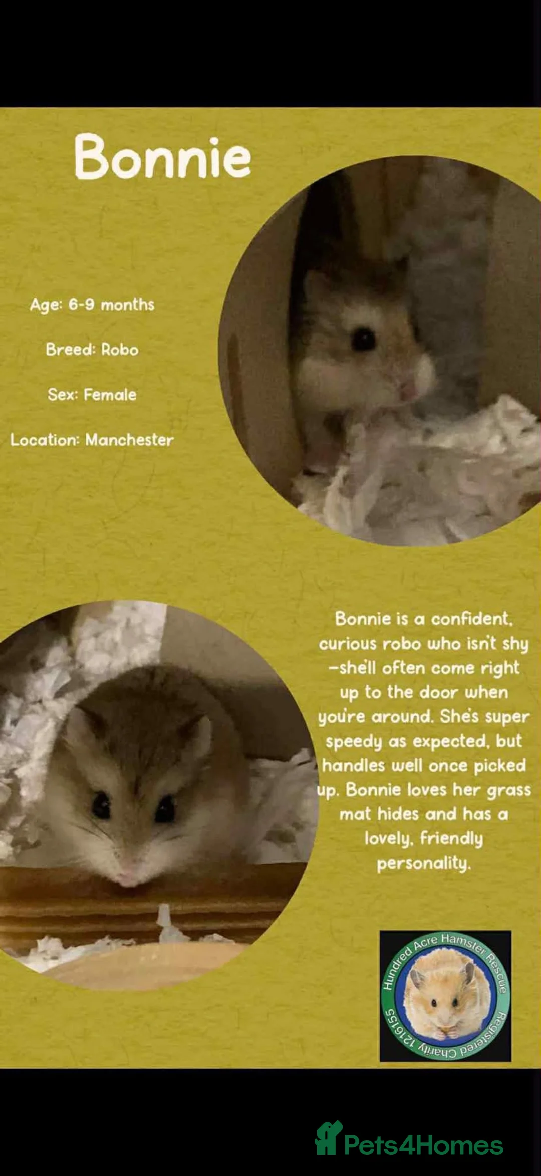 Hamster rodents for sale: Hamsters for adoption  - Advert 7