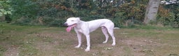 Mixed Breed dogs for sale: Bull Lurcher - Advert 1