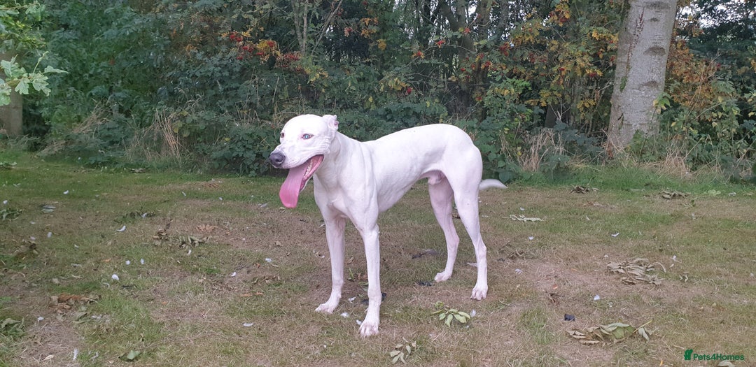 Mixed Breed dogs for sale: Bull Lurcher - Advert 1