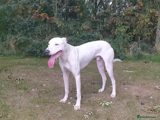 Mixed Breed dogs Bull Lurcher - Advert 8