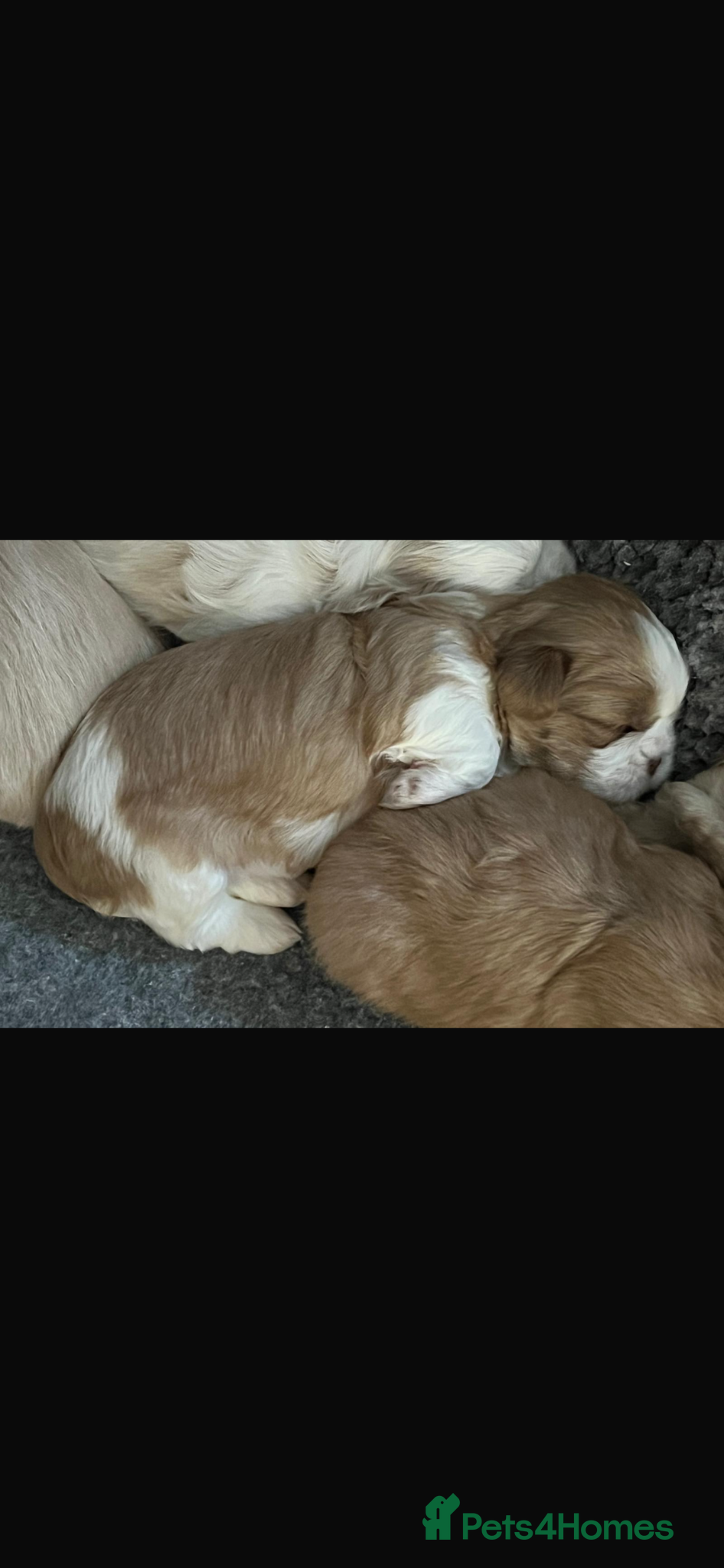 Shih Tzu dogs for sale: Gorgeous shitzu puppies in Lydney - Advert 11