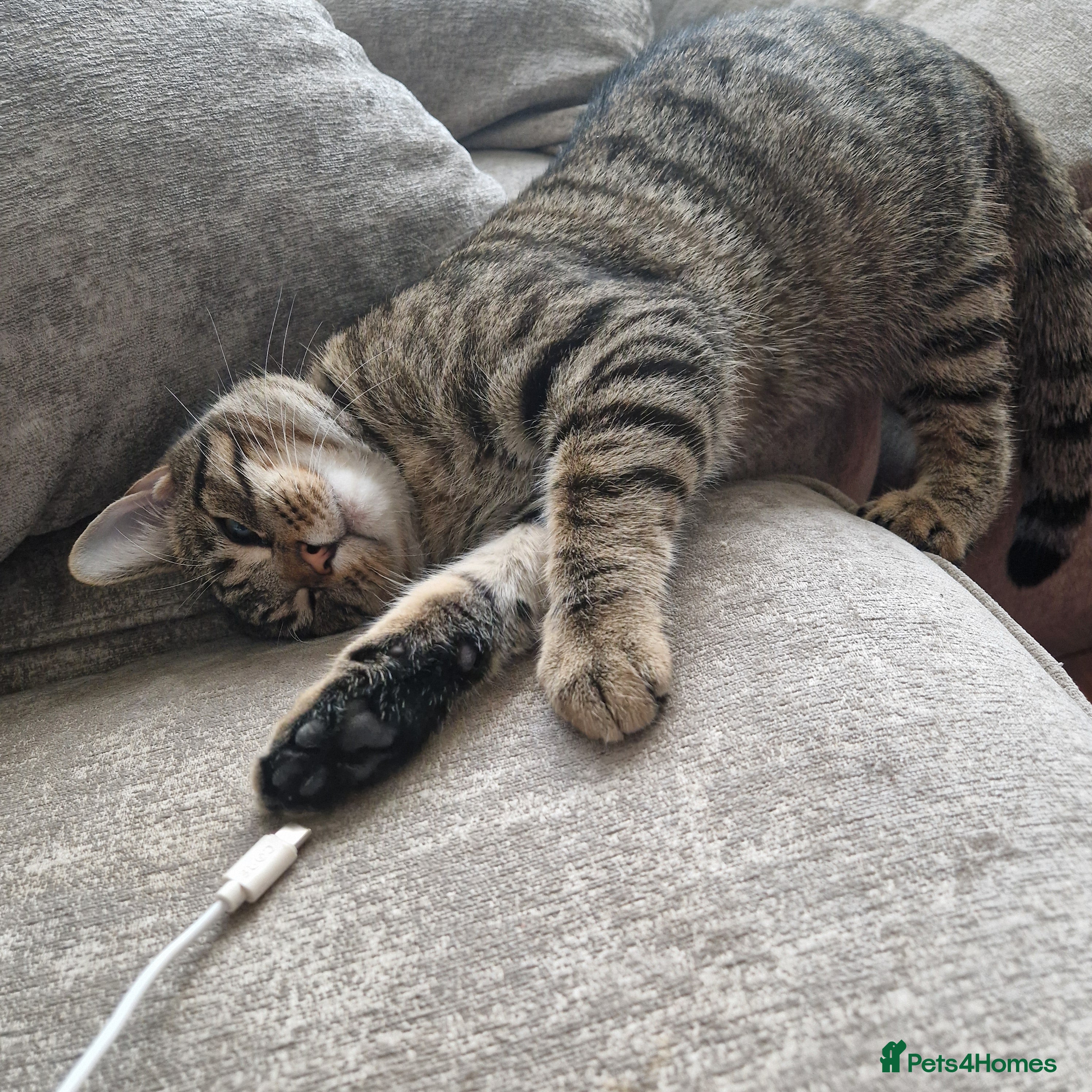 Mixed Breed cats Beautiful 18mth old Boy cat  - Advert 2