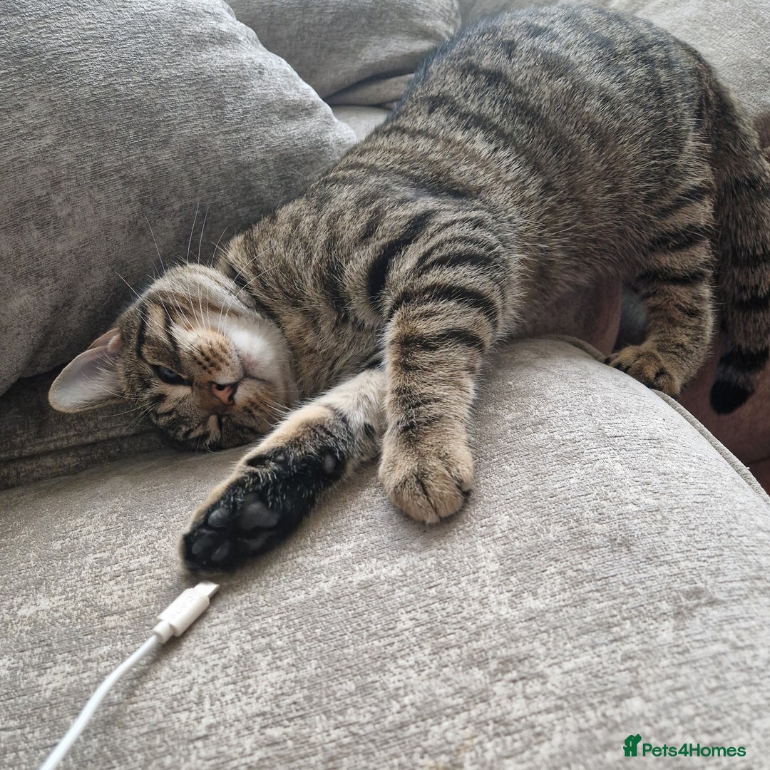 Mixed Breed cats for sale: Beautiful 18mth old Boy cat  - Advert 1