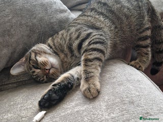 Mixed Breed cats Beautiful 18mth old Boy cat - Advert 18