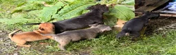 Jack Russell dogs for sale: Eye catching Jack Russell pups, with rare colours - Advert 13