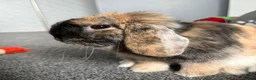 Mini Lop rabbits for sale: Mini Lop rabbit  - Advert 2