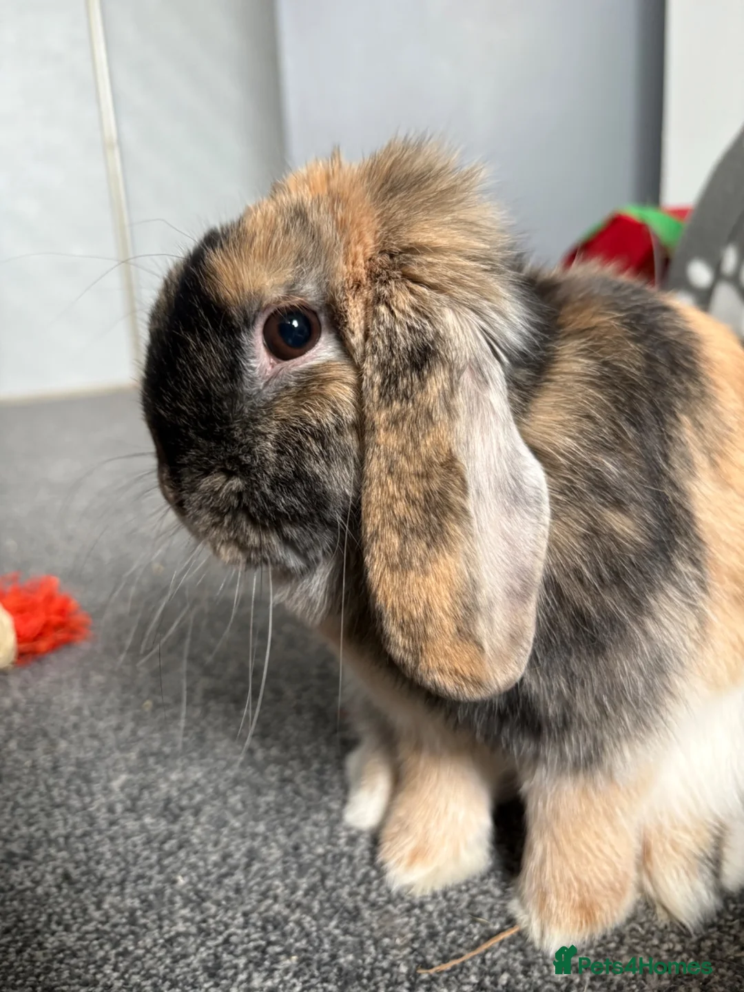 Mini Lop rabbits for sale: Mini Lop rabbit  - Advert 2