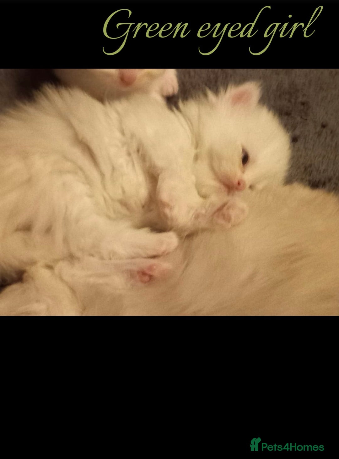 Persian cats for sale: Persians with beautiful features 4 AVAILABLE - Advert 6