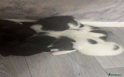British Shorthair cats for sale: 6 beautiful black and white kittens - Image 13