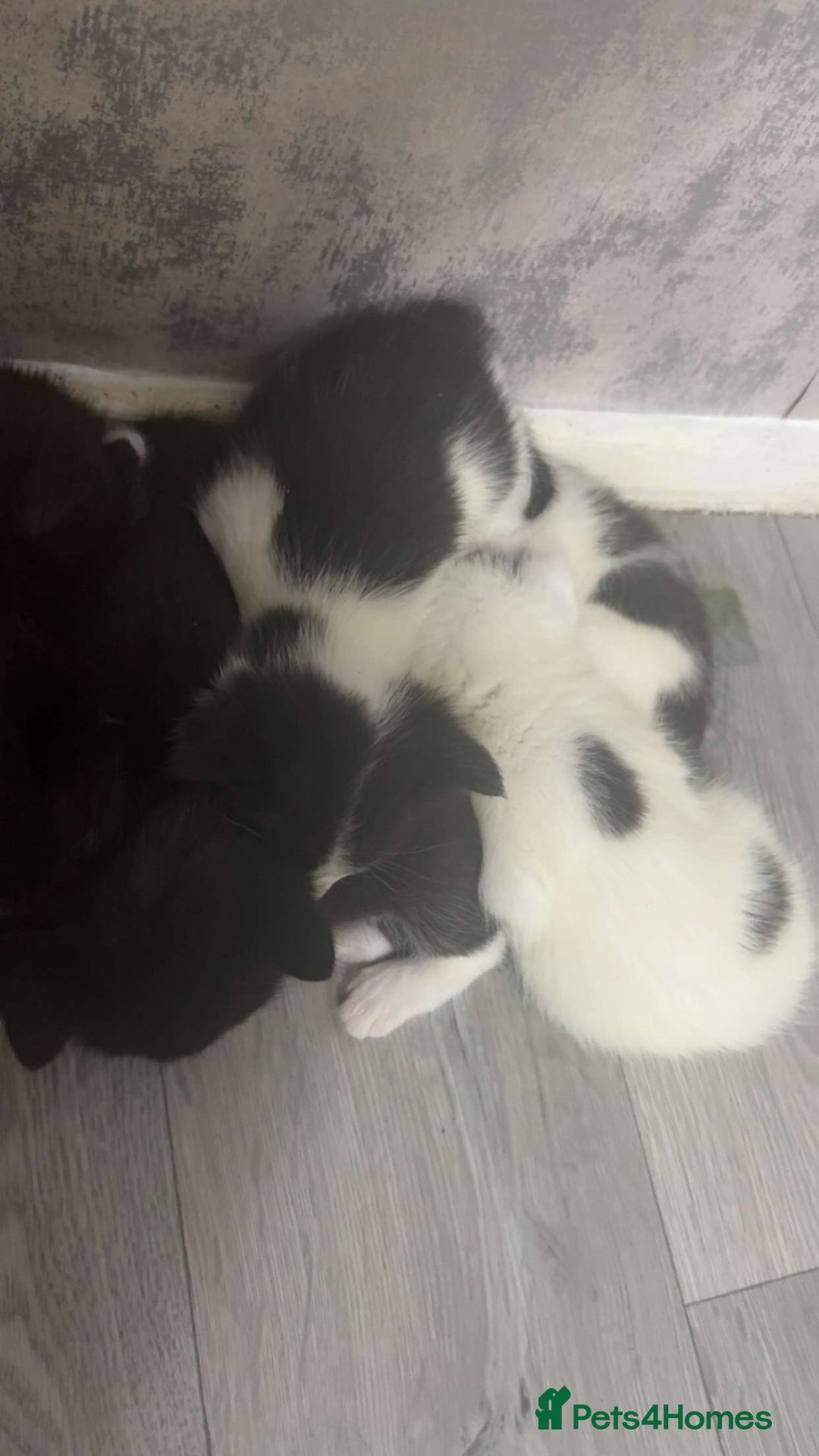 British Shorthair cats for sale: 6 beautiful black and white kittens - Image 13