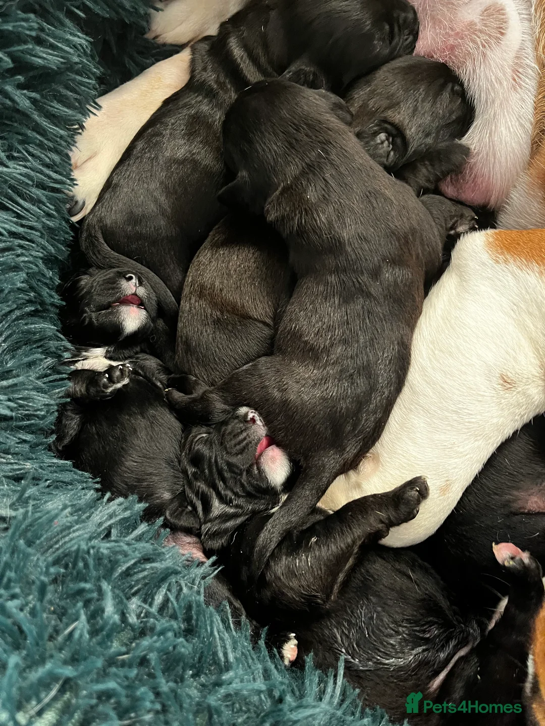 Mixed Breed dogs for sale: Old Tyme English bulldog x poodles “Boodle”pups  - Advert 2
