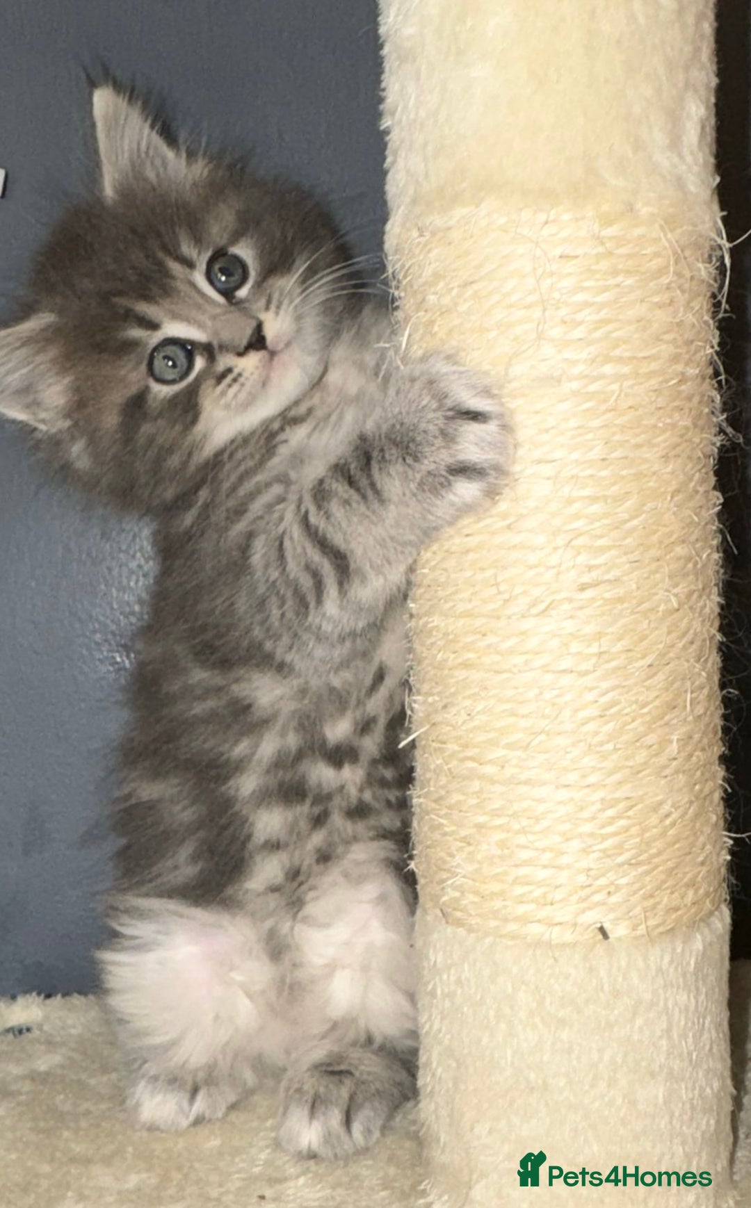 Mixed Breed cats for sale: Stunning Ragdoll x Maine Coon Kittens - Advert 22