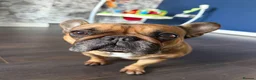 French Bulldog dogs for sale: Lola Female French bulldog in Barnsley - Advert 1