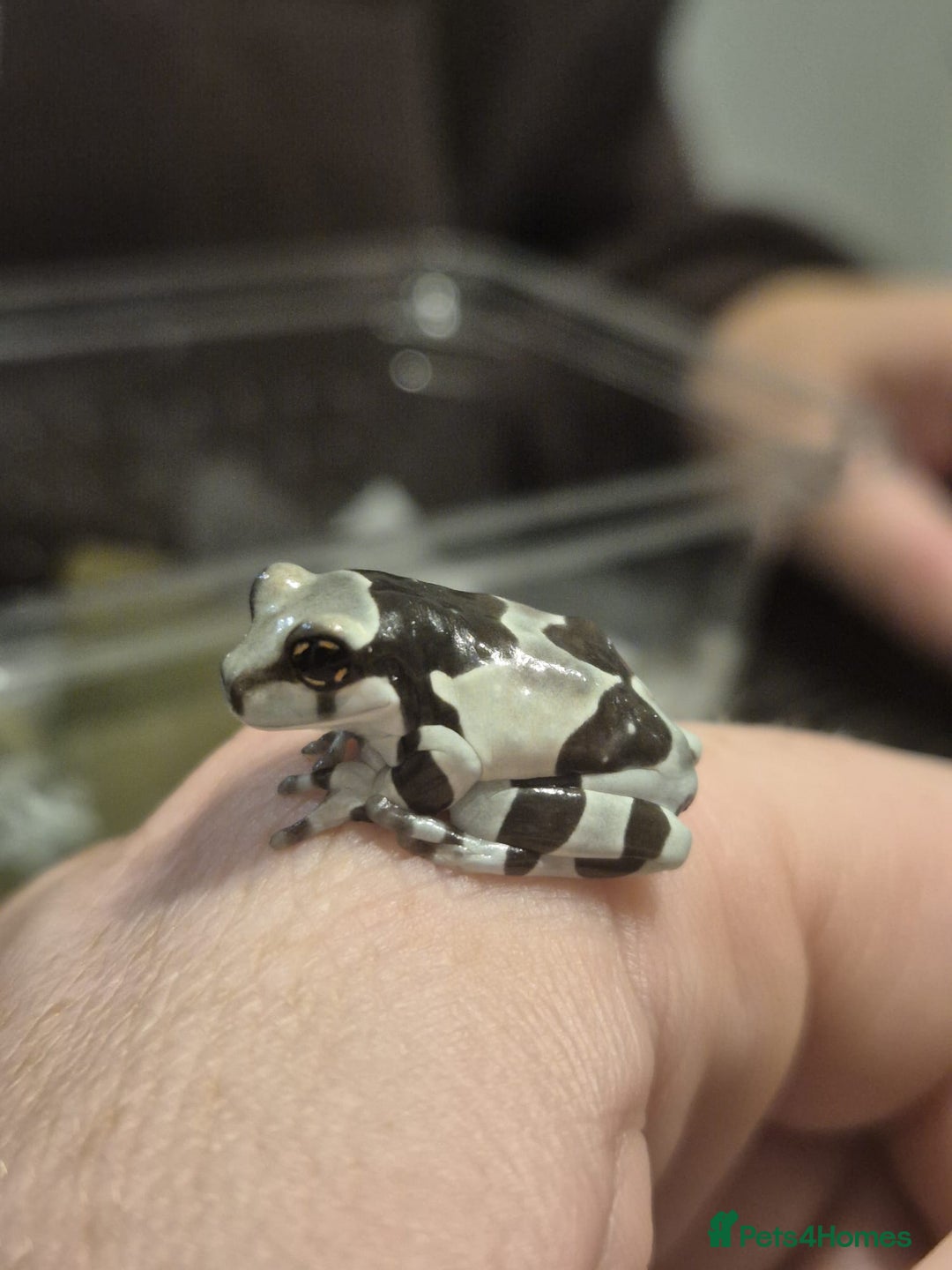 Frog reptiles for sale: Amazon milk frogs - Image 2