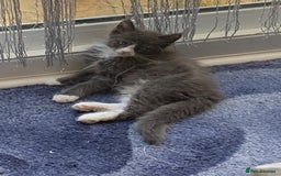 Maine Coon cats for sale: 6 beautiful maine coon kittens - Image 1