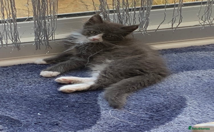 Maine Coon cats - Advert 5