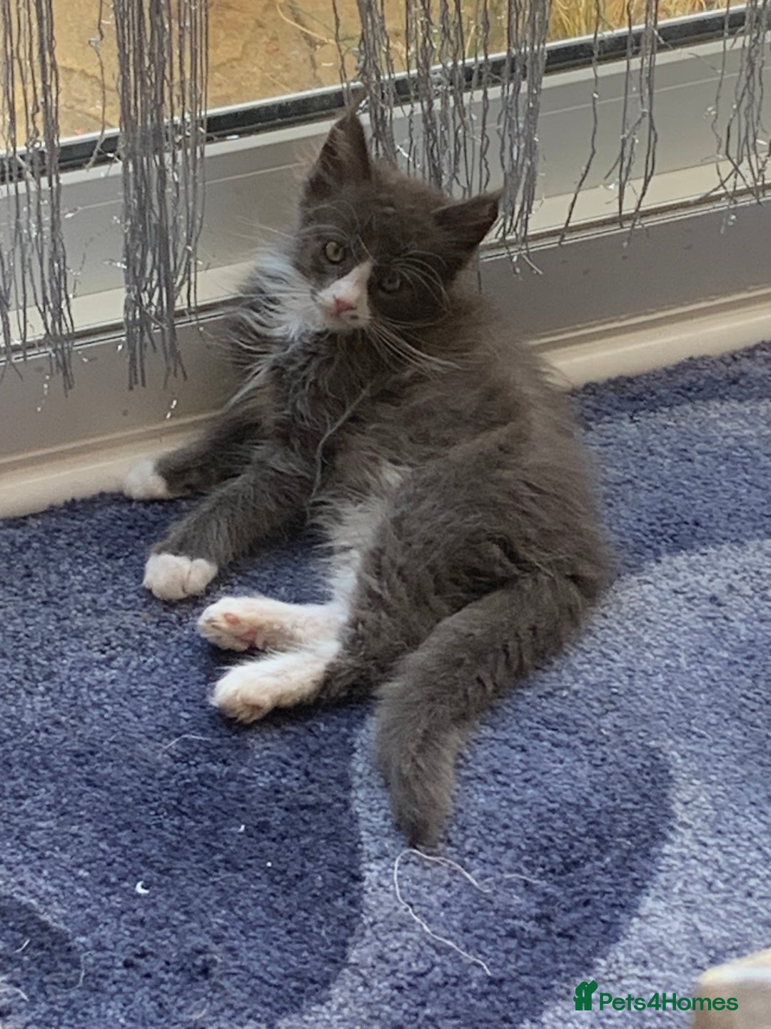 Maine Coon cats for sale: 6 beautiful maine coon kittens - Image 1