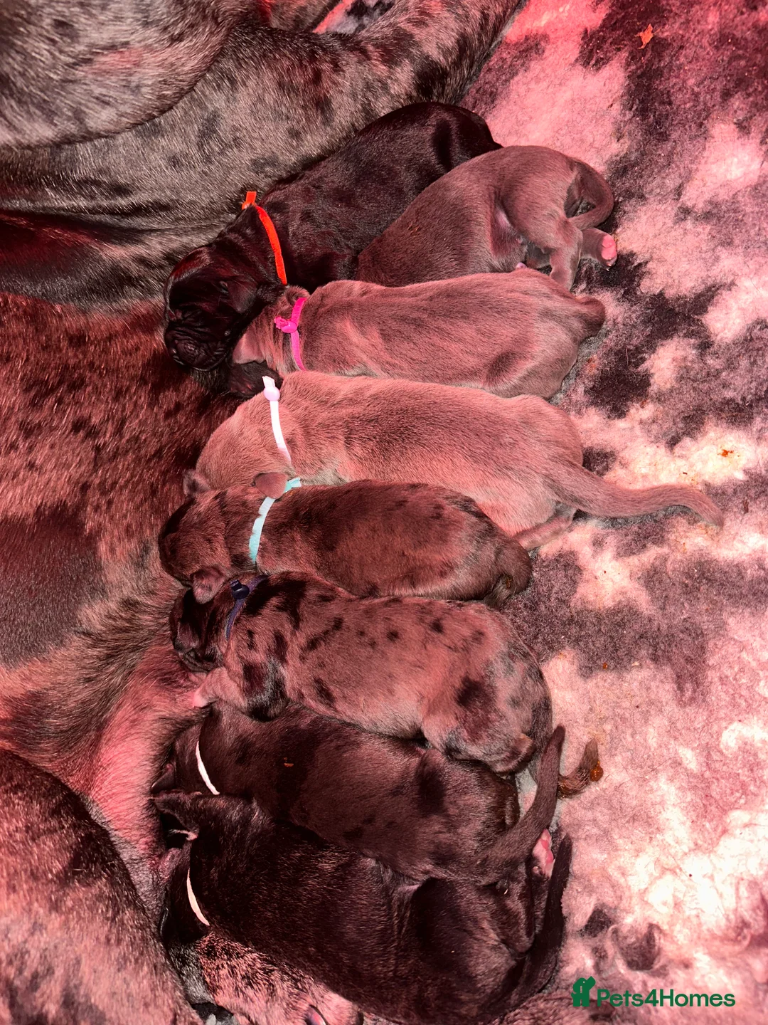 Cane Corso dogs for sale: Stunning cane corso puppy’s  - Advert 3