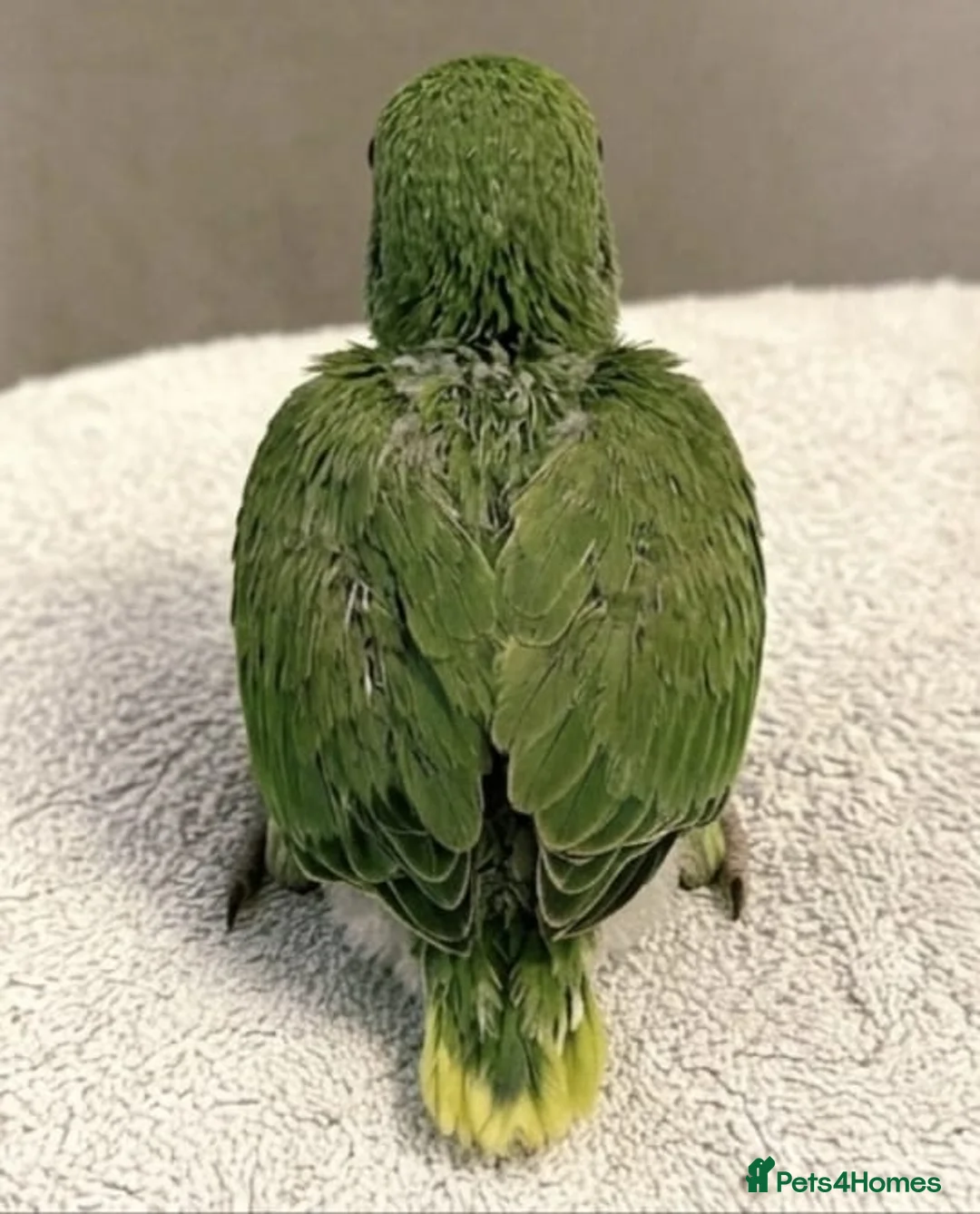 Ringnecks birds for sale: Hand tamed Ringneck babies  - Advert 2