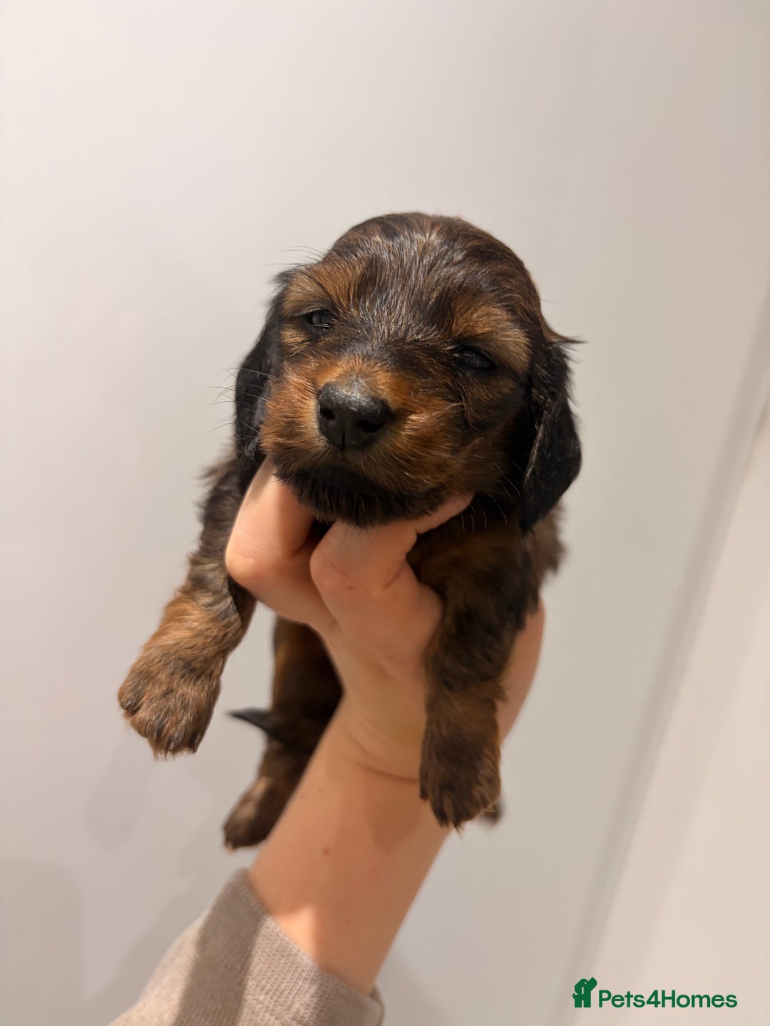 Miniature Dachshund dogs for sale: Quality Russian shaded red minis - Advert 8