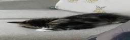 Norwegian Forest Cat cats for sale: Norwegian Forest/Siberian Kittens in Treorchy - Advert 4