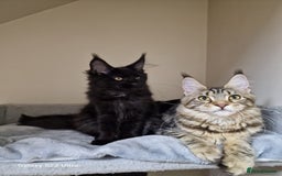 Maine Coon cats for sale: 🍁🍂Good females🏡🎯📣 - Image 29