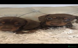 Miniature Dachshund dogs for sale: Miniature dachshund  - Image 5