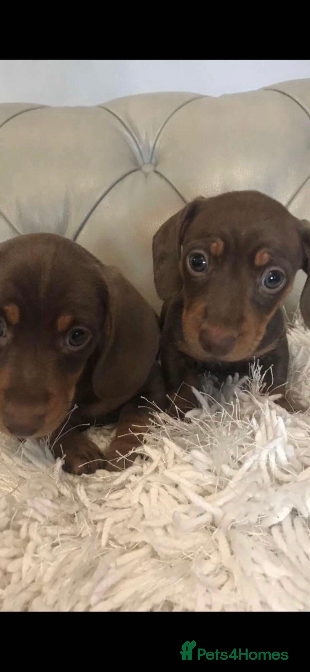 Miniature Dachshund dogs for sale: Miniature dachshund  - Image 5