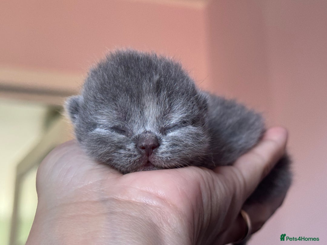 British Shorthair cats for sale: TICA registered colourful littler of BSH kittens  - Image 14