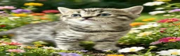 British Shorthair cats for sale: British shorthair tabby chocolate and blue girls - Advert 2