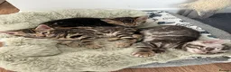 Bengal cats for sale: Bengal kittens for sale - Advert 2
