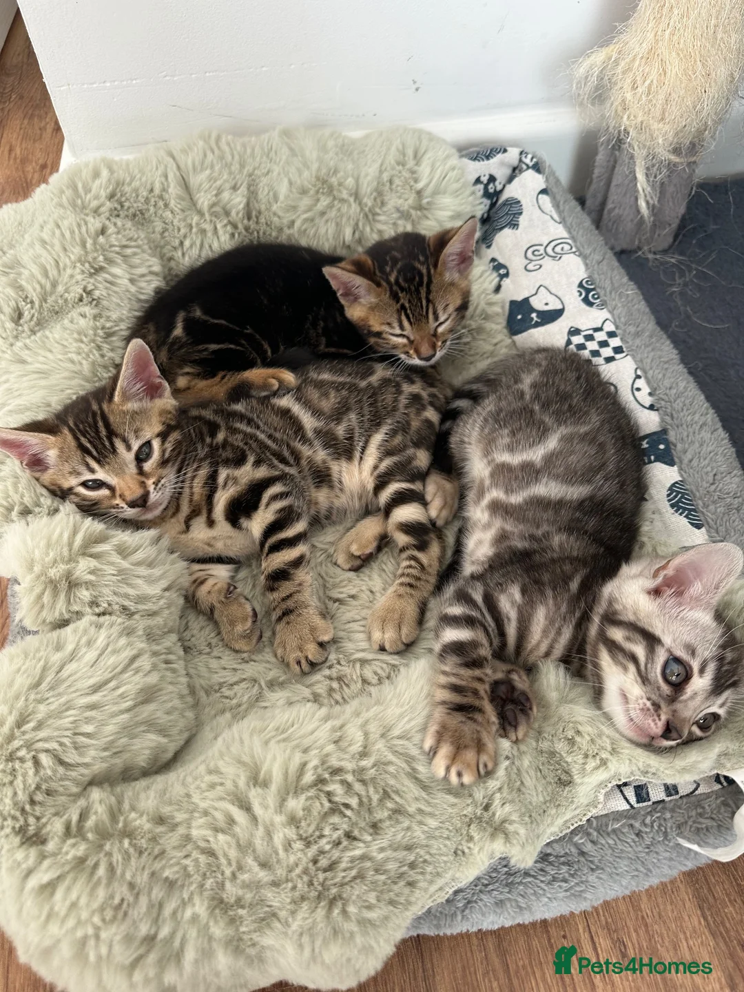 Bengal cats for sale: Bengal kittens for sale - Advert 2