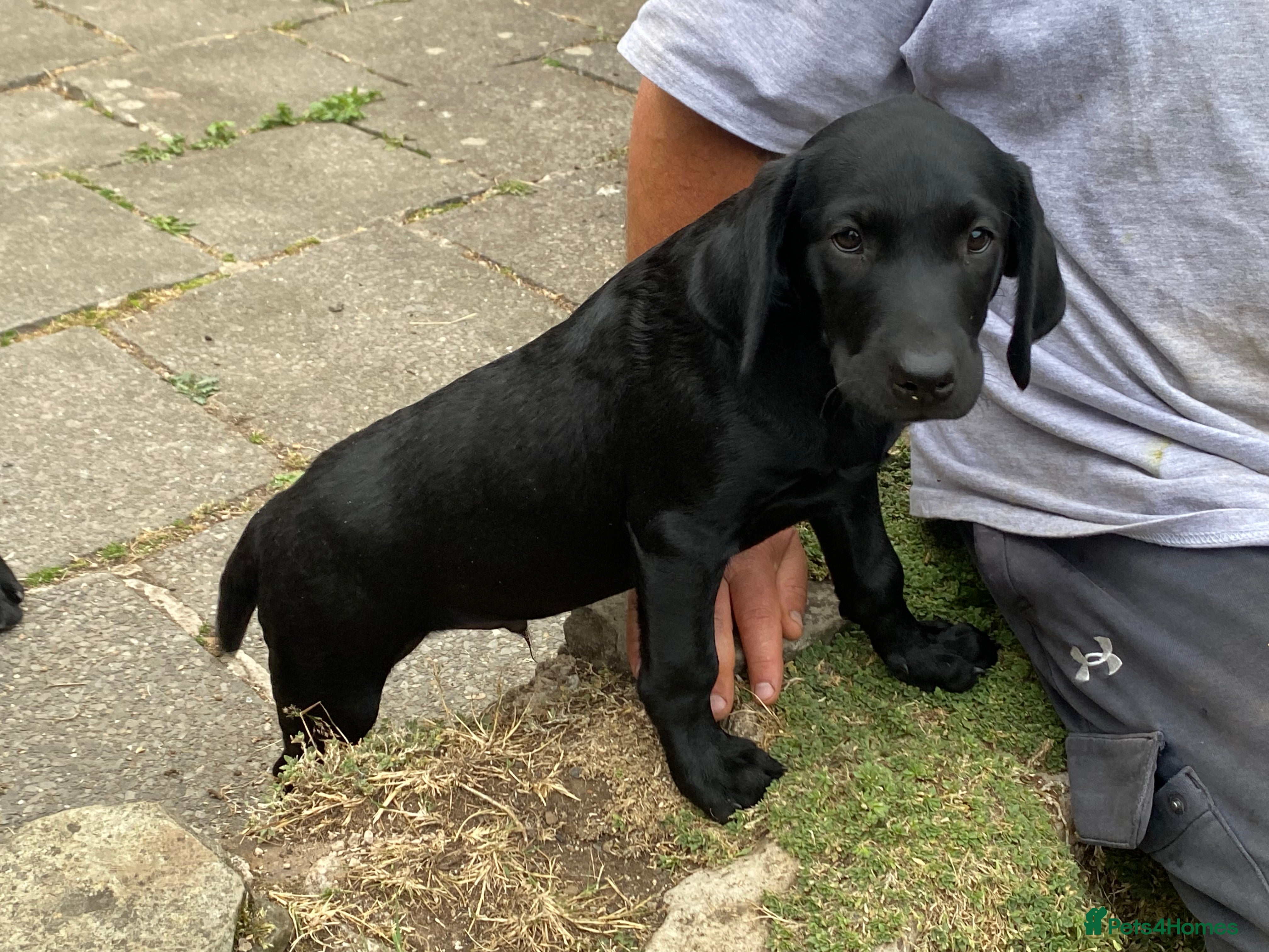 Labrador Retriever dogs Champion Labrador puppies - Advert 2