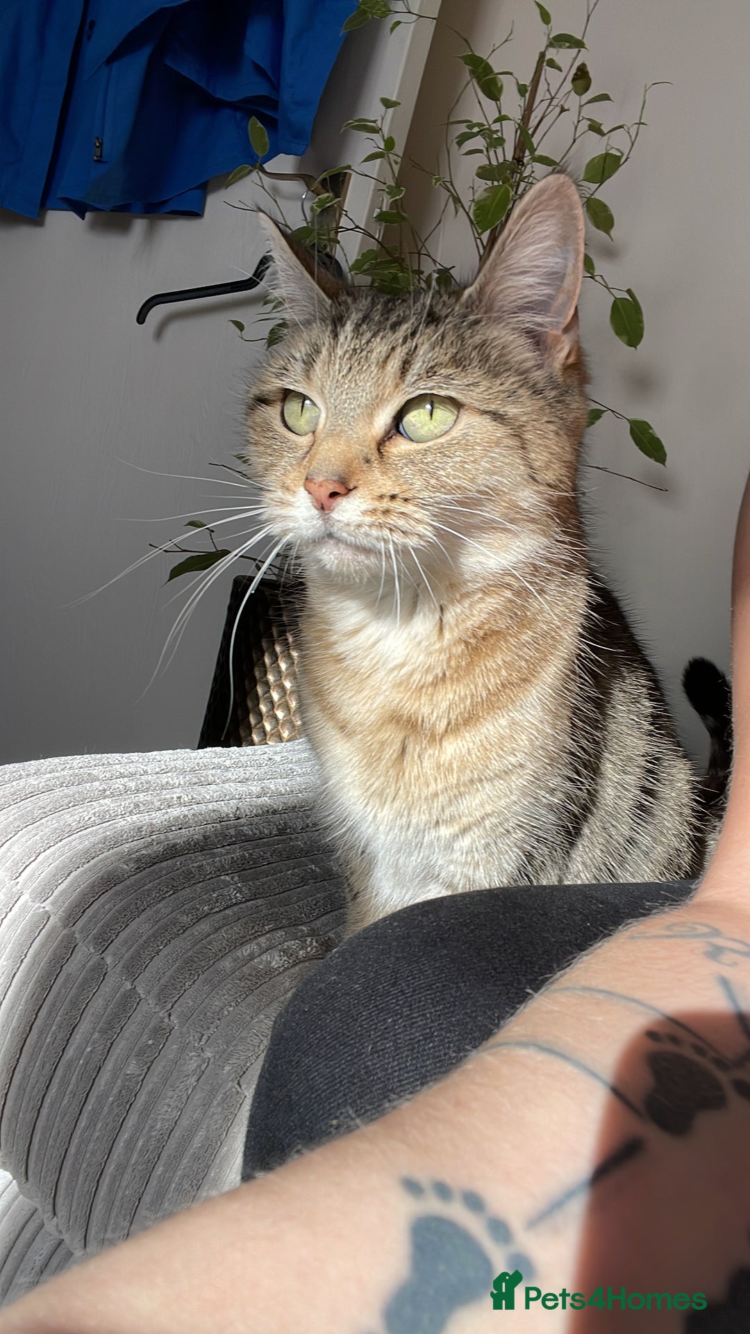 British Shorthair cats for sale: Shylo - Advert 3