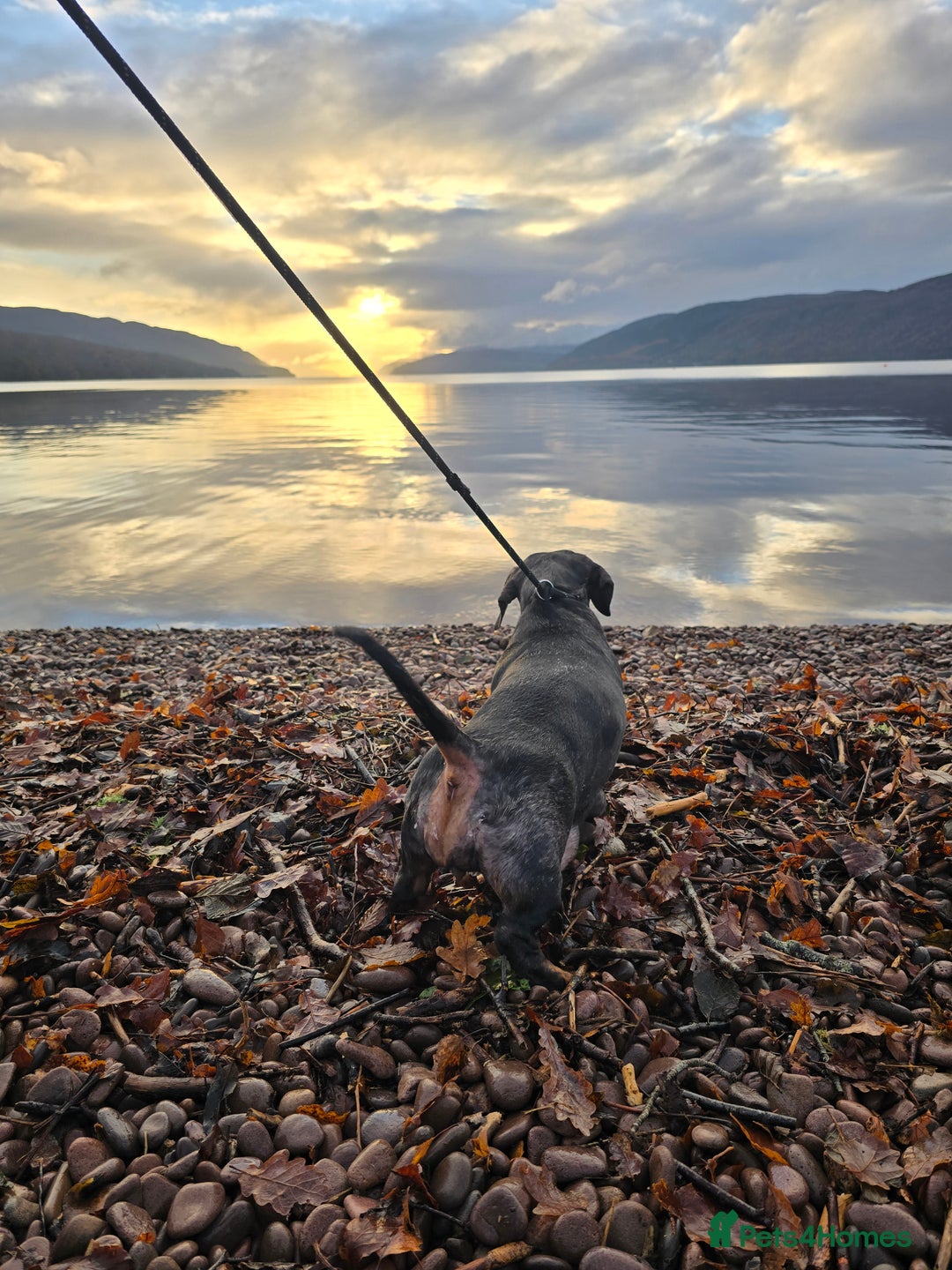 Dachshund dogs for sale: Standard dapple Dachsund  - Advert 1