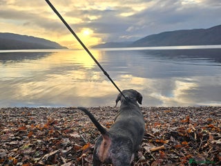 Dachshund dogs Standard dapple Dachsund - Advert 2