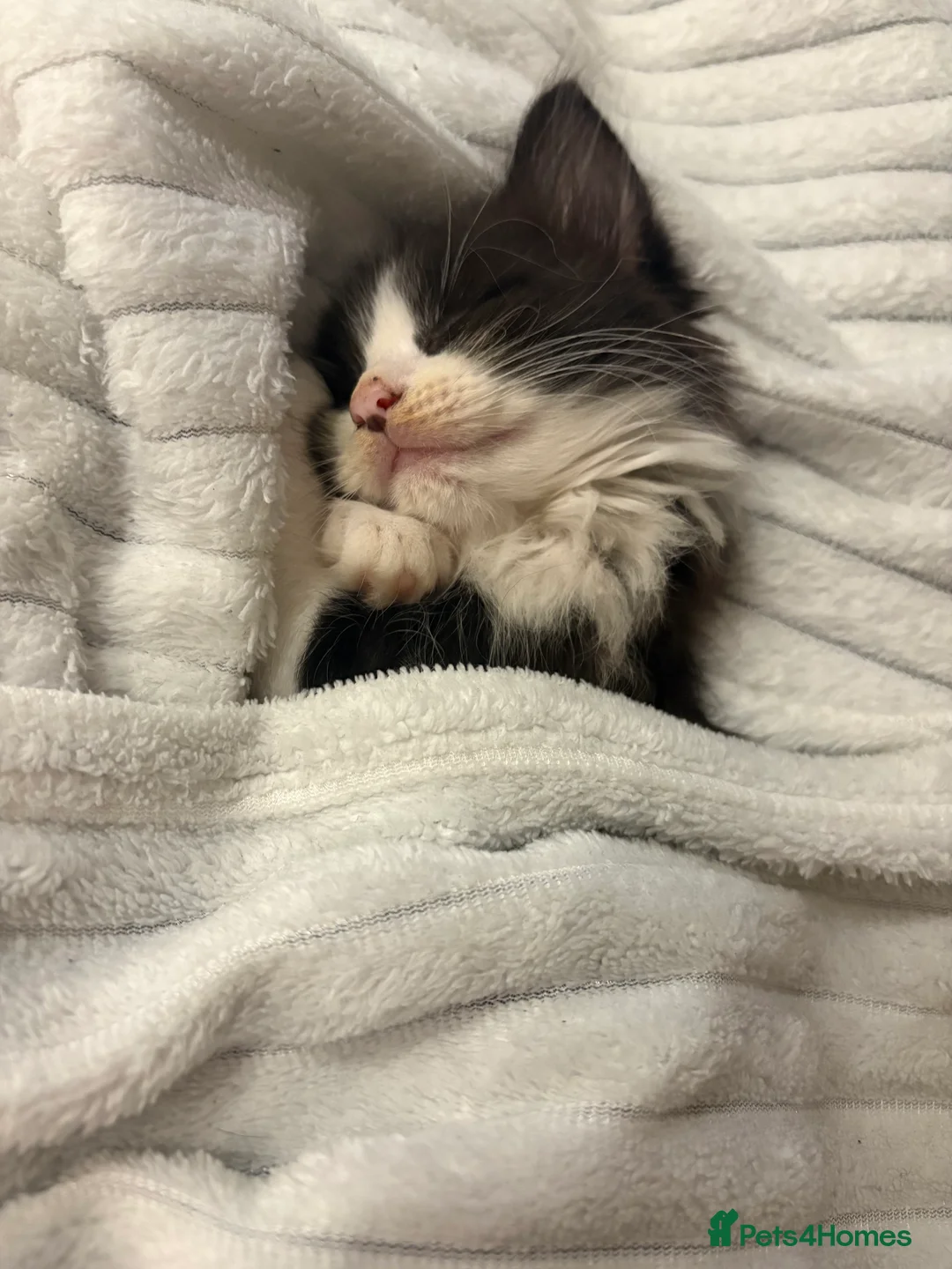 British Longhair cats for sale: 13 week old kitten  - Advert 4