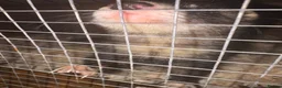 Ferret rodents for sale: Jill ferret - Advert 4