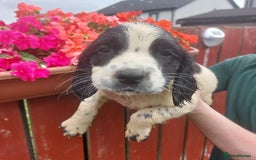English Springer Spaniel dogs for sale: Springer spaniel pups  - Image 9