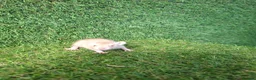 Rat rodents for sale: DWARF RATS - Advert 9