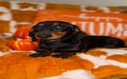 Miniature Dachshund dogs for sale: 🩷🩷 Two Beautiful KC girls🩷🩷 - Image 12