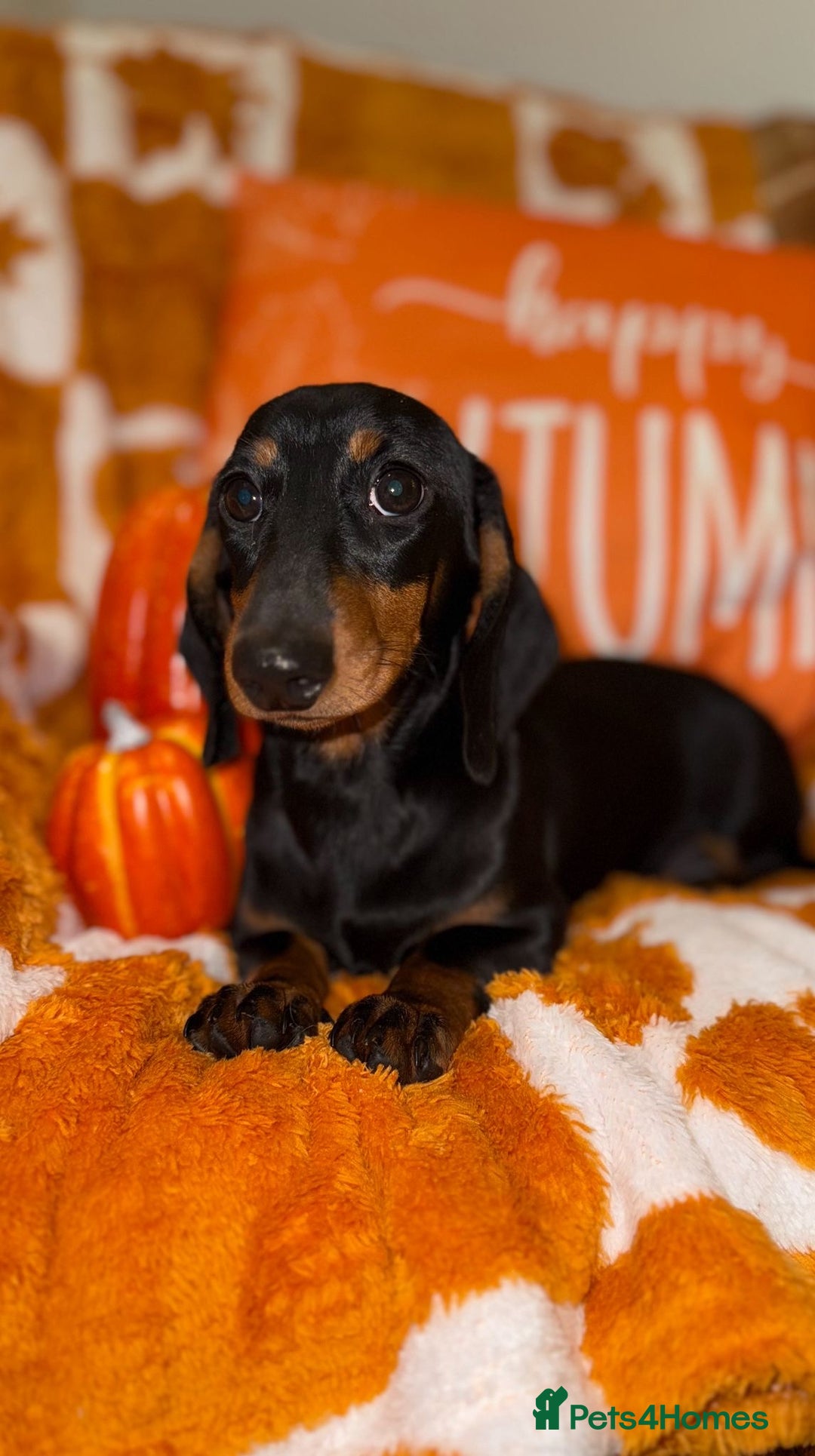 Miniature Dachshund dogs for sale: 🩷🩷 Two Beautiful KC girls🩷🩷 - Image 12