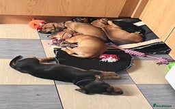 Mixed Breed dogs for sale: 15 week old boy jaxdax , last of the litter of 5  - Image 6