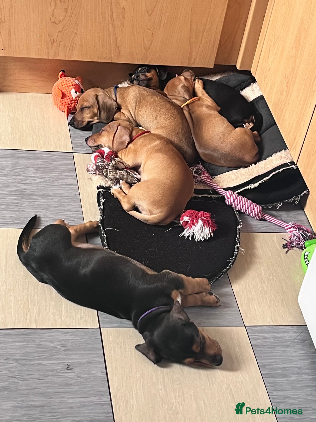 Mixed Breed dogs for sale: 15 week old boy jaxdax , last of the litter of 5  - Image 6