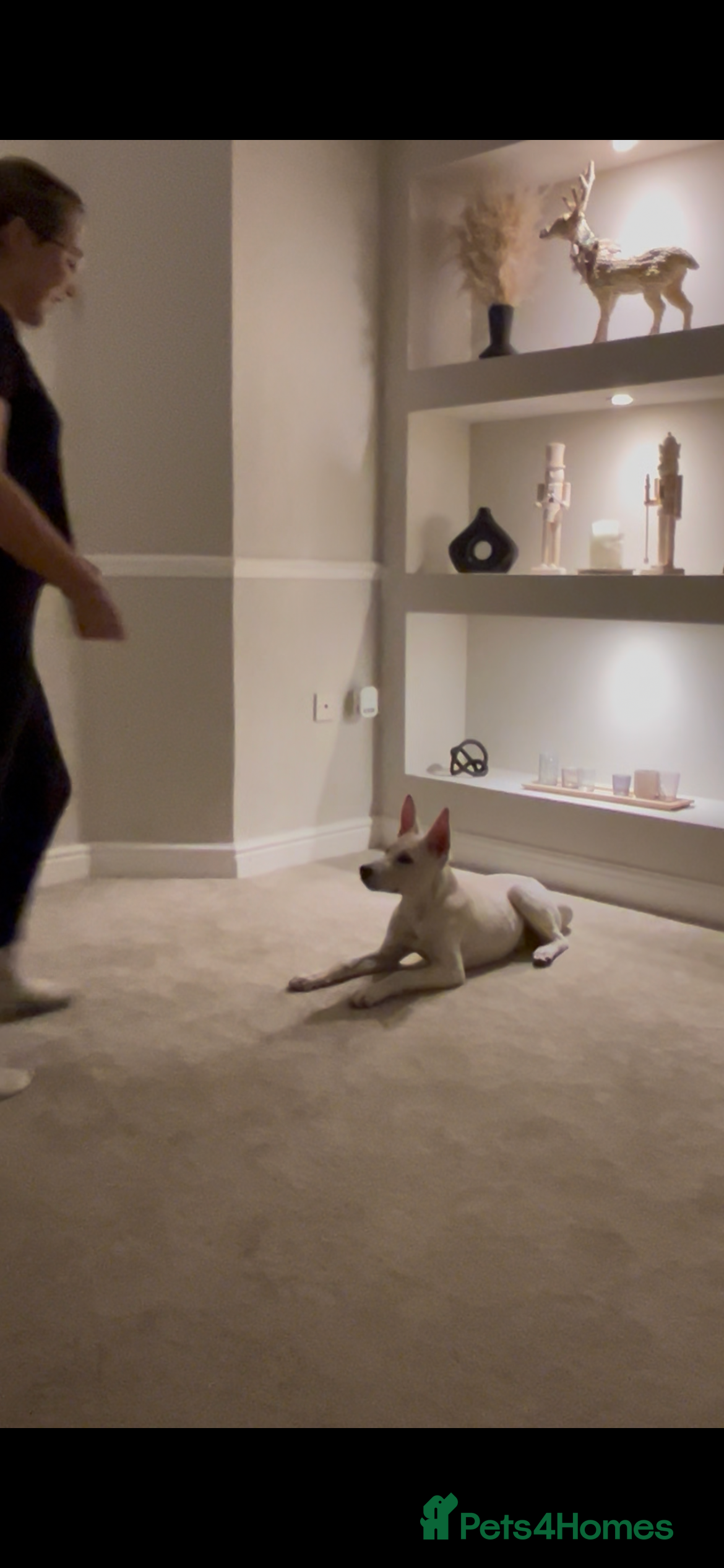 Mixed Breed dogs Mixed breed  - Advert 18