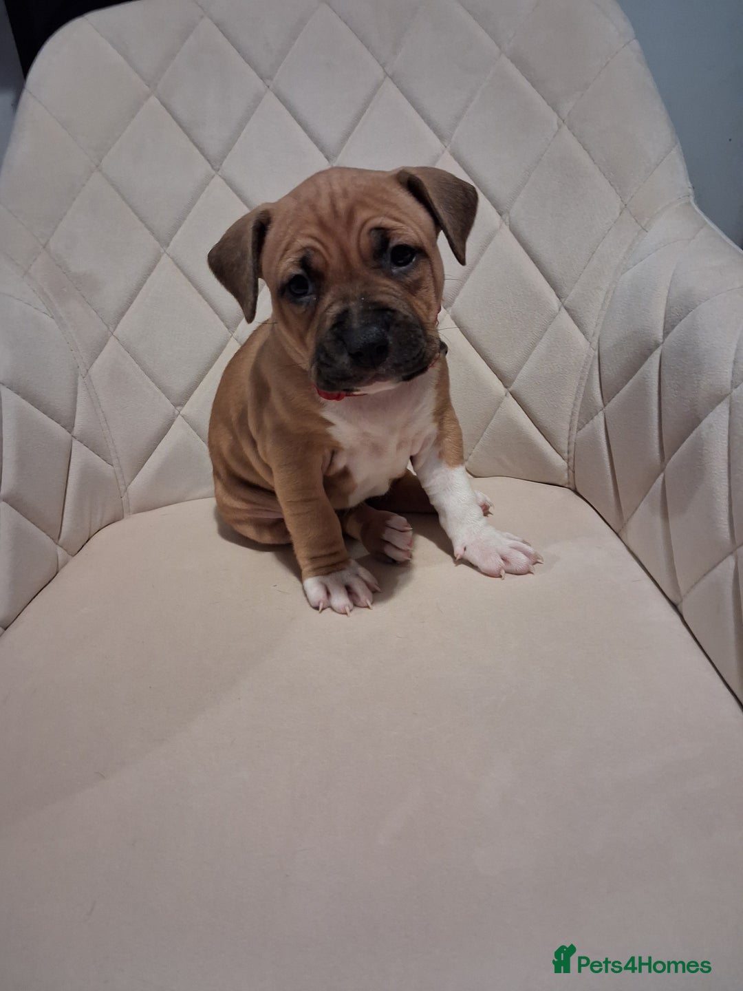 Mixed Breed dogs for sale: American bully Staffordshire bull terrier Puppies  - Advert 16